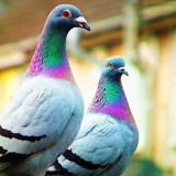 9 Wallpapers In Pigeons Wallpapers