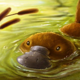 7 Wallpapers In Platypus Wallpapers