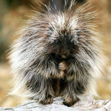 8 Wallpapers In Porcupine Wallpapers