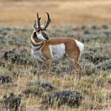 7 Wallpapers In Pronghorn Wallpapers