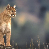 7 Wallpapers In Puma Animal Wallpapers