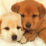 12 Wallpapers In Puppies Wallpapers