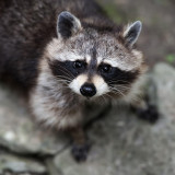 8 Wallpapers In Raccoons Wallpapers