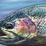 8 Wallpapers In Rainbow Trout Wallpapers