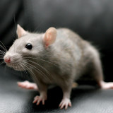 8 Wallpapers In Rat Wallpapers