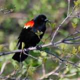 8 Wallpapers In Red-winged Blackbird Wallpapers