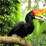 8 Wallpapers In Rhinoceros Hornbill Wallpapers