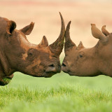 8 Wallpapers In Rhinoceros Wallpapers