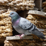6 Wallpapers In Rock Dove Wallpapers