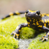 8 Wallpapers In Salamanders Wallpapers