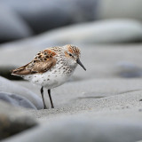 8 Wallpapers In Sandpiper Wallpapers