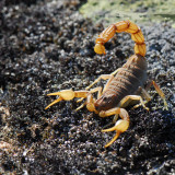 8 Wallpapers In Scorpion Arachnids Wallpapers