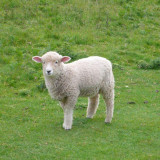 11 Wallpapers In Sheep Wallpapers