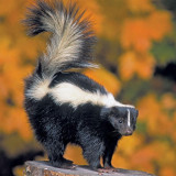 8 Wallpapers In Skunks Wallpapers