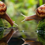 7 Wallpapers In Snails Wallpapers