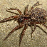 28 Wallpapers In Spider Wallpapers