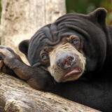 8 Wallpapers In Sun Bear Wallpapers