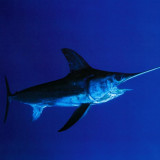 6 Wallpapers In Sword Fish Wallpapers