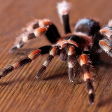 8 Wallpapers In Tarantula Wallpapers