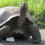 10 Wallpapers In Tortoise Wallpapers