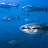 8 Wallpapers In Tuna Wallpapers