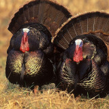 8 Wallpapers In Turkeys Wallpapers