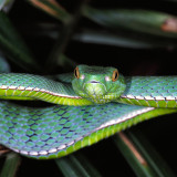 4 Wallpapers In Vogel's Pit Viper Trimeresurus Vogeli Wallpapers