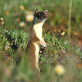 8 Wallpapers In Weasels Wallpapers