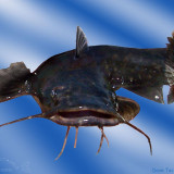 8 Wallpapers In Wels Catfish Wallpapers