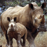 8 Wallpapers In White Rhinoceros Wallpapers