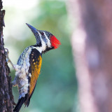 7 Wallpapers In Woodpecker Wallpapers