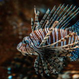8 Wallpapers In Zebra Fish Wallpapers
