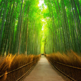8 Wallpapers In Arashiyama Wallpapers