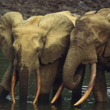 5 Wallpapers In Gabon Wallpapers