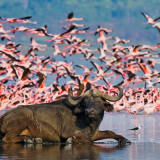 7 Wallpapers In Lake Nakuru Wallpapers