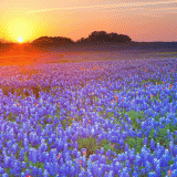 11 Wallpapers In Texas Wallpapers