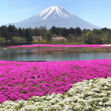 8 Wallpapers In Fuji Shibazakura Festival Wallpapers