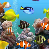 23 Wallpapers In Aquarium Wallpapers