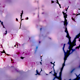 13 Wallpapers In Cherry Blossoms Wallpapers