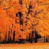 154 Wallpapers In Fall Wallpapers
