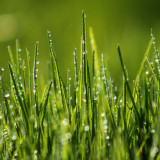 444 Wallpapers In Grass Wallpapers