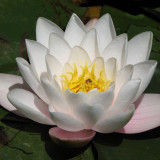 12 Wallpapers In Lotus Flower Wallpapers