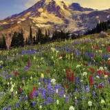 10 Wallpapers In Mount Rainier National Park Wallpapers