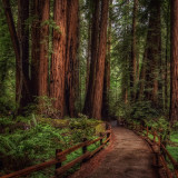 8 Wallpapers In Muir Woods National Monument Wallpapers