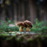 10 Wallpapers In Mushrooms Wallpapers