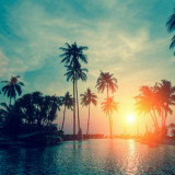 9 Wallpapers In Palm Trees Wallpapers