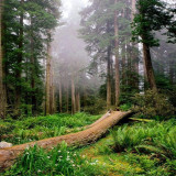 7 Wallpapers In Redwood National And State Parks Wallpapers