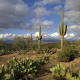8 Wallpapers In Saguaro National Park Wallpapers