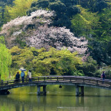 7 Wallpapers In Shinjuku Gyoen Wallpapers