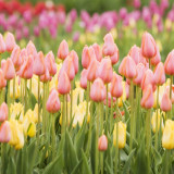 21 Wallpapers In Tulip Wallpapers